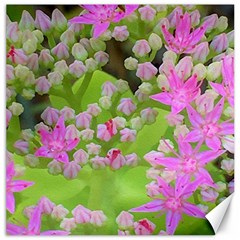 Hot Pink Succulent Sedum With Fleshy Green Leaves Canvas 12  X 12  by myrubiogarden