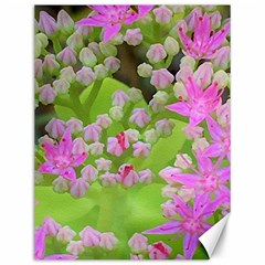 Hot Pink Succulent Sedum With Fleshy Green Leaves Canvas 12  X 16  by myrubiogarden