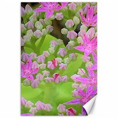 Hot Pink Succulent Sedum With Fleshy Green Leaves Canvas 24  X 36 