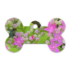 Hot Pink Succulent Sedum With Fleshy Green Leaves Dog Tag Bone (two Sides) by myrubiogarden