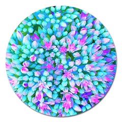 Blue And Hot Pink Succulent Sedum Flowers Detail Magnet 5  (round) by myrubiogarden