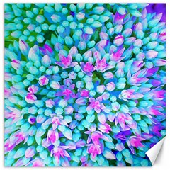 Blue And Hot Pink Succulent Sedum Flowers Detail Canvas 20  X 20  by myrubiogarden