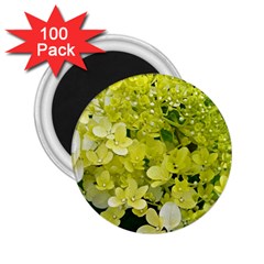 Elegant Chartreuse Green Limelight Hydrangea Macro 2 25  Magnets (100 Pack)  by myrubiogarden