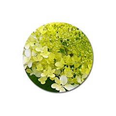 Elegant Chartreuse Green Limelight Hydrangea Macro Magnet 3  (round) by myrubiogarden