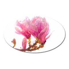 Wild Magnolia Flower Oval Magnet by picsaspassion