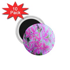 Hot Pink And White Peppermint Twist Garden Phlox 1 75  Magnets (10 Pack)  by myrubiogarden