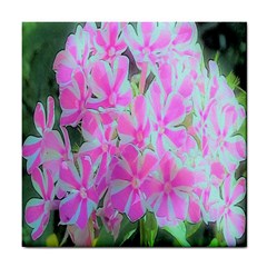 Hot Pink And White Peppermint Twist Garden Phlox Tile Coasters by myrubiogarden