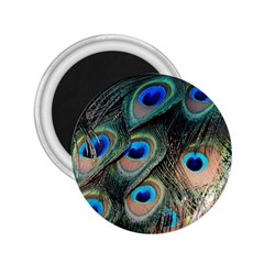 Peacock Feathers Bird Colorful 2 25  Magnets by Wegoenart