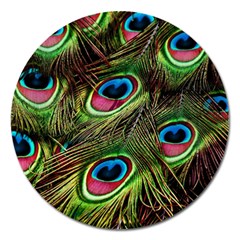 Peacock Feathers Feather Color Magnet 5  (round) by Wegoenart