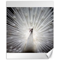 Peacock White Bird Nature Canvas 11  X 14  by Wegoenart