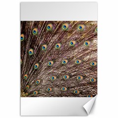 Peacock Feathers Wheel Plumage Canvas 20  X 30  by Wegoenart