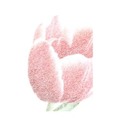 Tulip Red And White Pen Drawing Shower Curtain 48  X 72  (small)  by picsaspassion