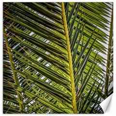 Palm Fronds Palm Palm Leaf Plant Canvas 12  X 12  by Wegoenart