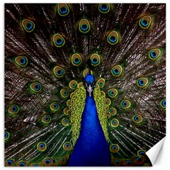 Peacock Bird Plumage Display Full Canvas 12  X 12  by Wegoenart