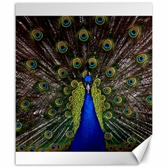 Peacock Bird Plumage Display Full Canvas 20  X 24  by Wegoenart