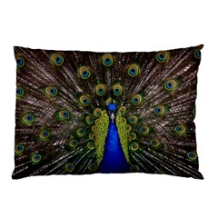 Peacock Bird Plumage Display Full Pillow Case (two Sides) by Wegoenart