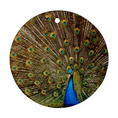 Peacock Plumage Bird Peafowl Ornament (round)