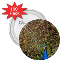 Peacock Plumage Bird Peafowl 2 25  Buttons (100 Pack) 