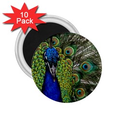 Peacock Close Up Plumage Bird Head 2 25  Magnets (10 Pack) 