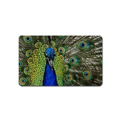 Peacock Close Up Plumage Bird Head Magnet (name Card) by Wegoenart