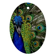 Peacock Close Up Plumage Bird Head Oval Ornament (two Sides) by Wegoenart