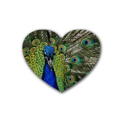 Peacock Close Up Plumage Bird Head Heart Coaster (4 Pack)  by Wegoenart