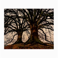 Ent Treant Trees Tree Bark Barks Small Glasses Cloth