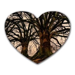 Ent Treant Trees Tree Bark Barks Heart Mousepads