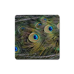 Peacock Tail Feathers Close Up Square Magnet by Pakrebo