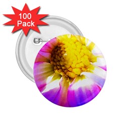 Purple, Pink And White Dahlia With A Bright Yellow Center 2 25  Buttons (100 Pack) 