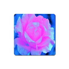 Beautiful Pastel Pink Rose With Blue Background Square Magnet by myrubiogarden