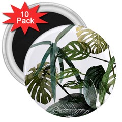 Botanical Illustration Palm Leaf 3  Magnets (10 Pack) 