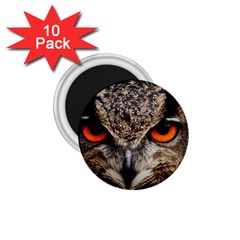 Owl s Scowl 1 75  Magnets (10 Pack)  by WensdaiAmbrose