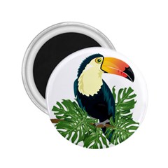 Tropical Birds 2 25  Magnets