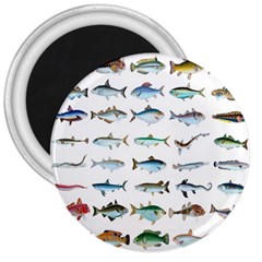 Ml 6-6 Fish 3  Magnets