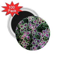 Ivy Lace Flower Flora Garden 2.25  Magnets (100 pack) 