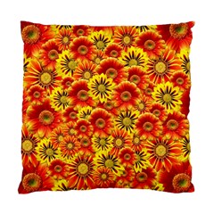 Brilliant Orange And Yellow Daisies Standard Cushion Case (Two Sides)