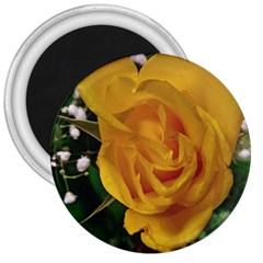 Yellow Rose 3  Magnets by Riverwoman