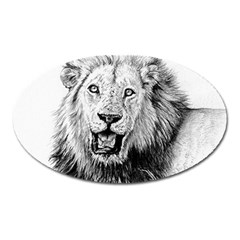 Lion Wildlife Art And Illustration Pencil Oval Magnet by Sudhe