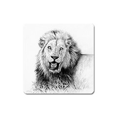 Lion Wildlife Art And Illustration Pencil Square Magnet