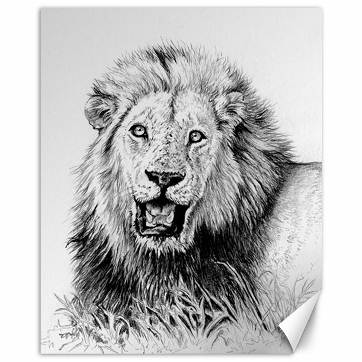 Lion Wildlife Art And Illustration Pencil Canvas 11  x 14 