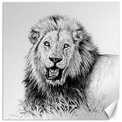 Lion Wildlife Art And Illustration Pencil Canvas 12  X 12 