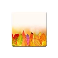 Autumn Leaves Colorful Fall Foliage Square Magnet