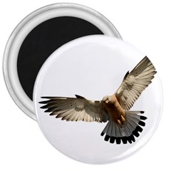 Eagle 3  Magnets