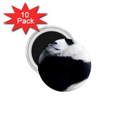 Panda Bear Sleeping 1 75  Magnets (10 Pack) 