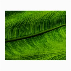 Green Leaf Plant Freshness Color Small Glasses Cloth (2-side) by Pakrebo