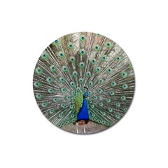 Peacock Bird Animal Feather Magnet 3  (round) by Pakrebo