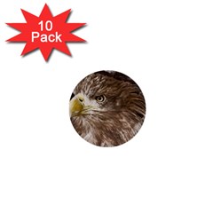 Sea Eagle Raptor Nature Predator 1  Mini Buttons (10 Pack)  by Pakrebo