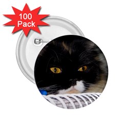 Cat Wanna Study 2 25  Button (100 Pack) by LoolyElzayat