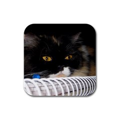 Cat Wanna Study Rubber Square Coaster (4 Pack) by LoolyElzayat